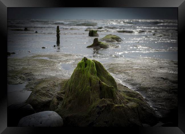  Submerged Ancient Forest, Borth Beach Framed Print by Victoria Bowie