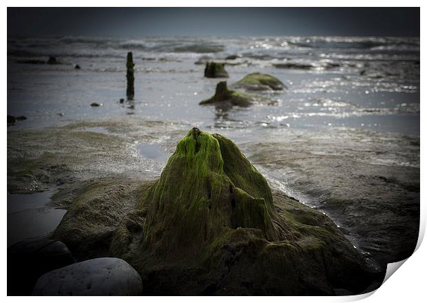  Submerged Ancient Forest, Borth Beach Print by Victoria Bowie