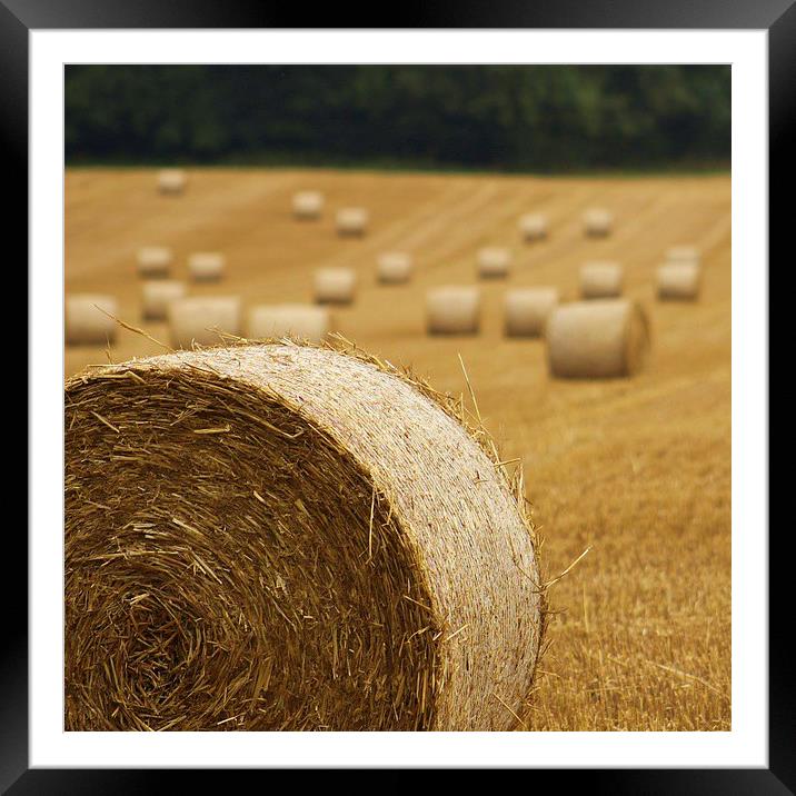  Rolling In Hay. Framed Mounted Print by Fabrizio Malisan