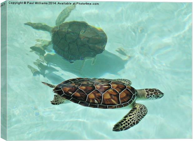  Swimming Turtles Canvas Print by Paul Williams