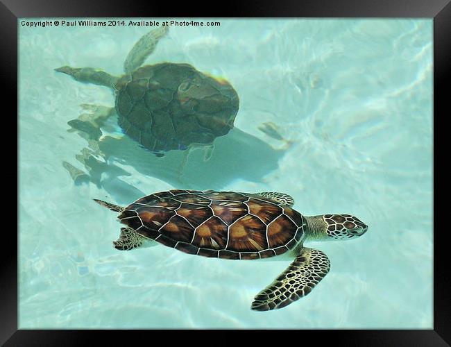  Swimming Turtles Framed Print by Paul Williams