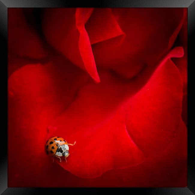 Ladybird in Rose Framed Print by Peta Thames