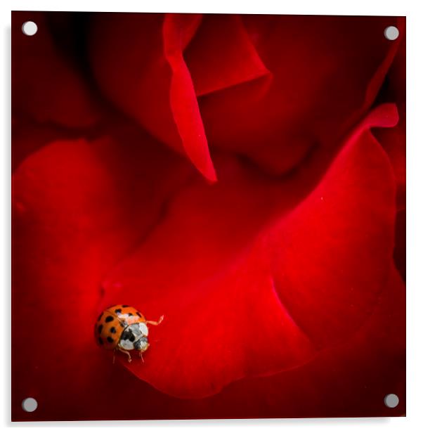 Ladybird in Rose Acrylic by Peta Thames