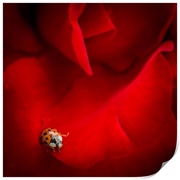 Ladybird in Rose Print by Peta Thames