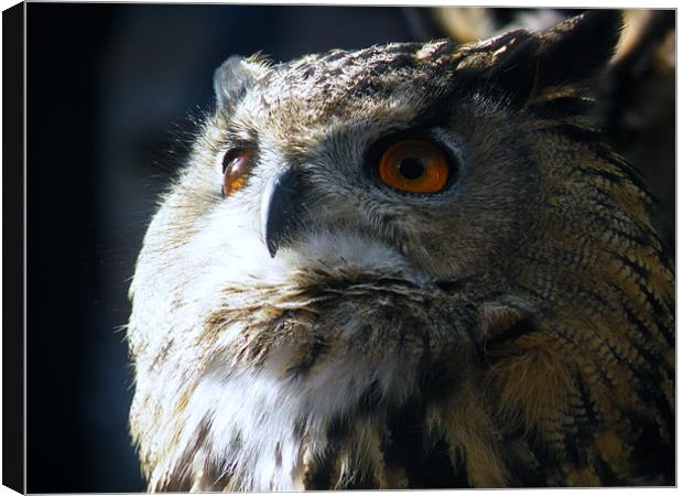 eagle owl Canvas Print by malcolm maclean