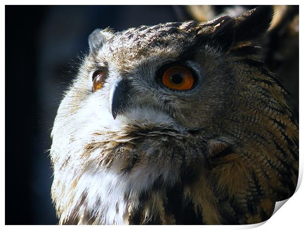 eagle owl Print by malcolm maclean