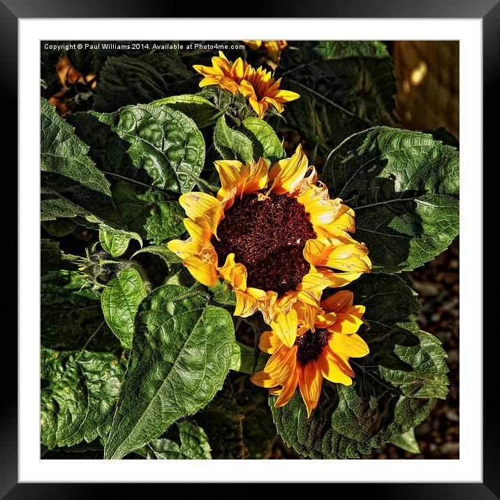  Sunflower Framed Mounted Print by Paul Williams