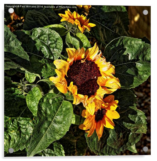  Sunflower Acrylic by Paul Williams