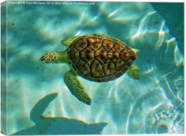  Caribbean Green Turtle Canvas Print by Paul Williams