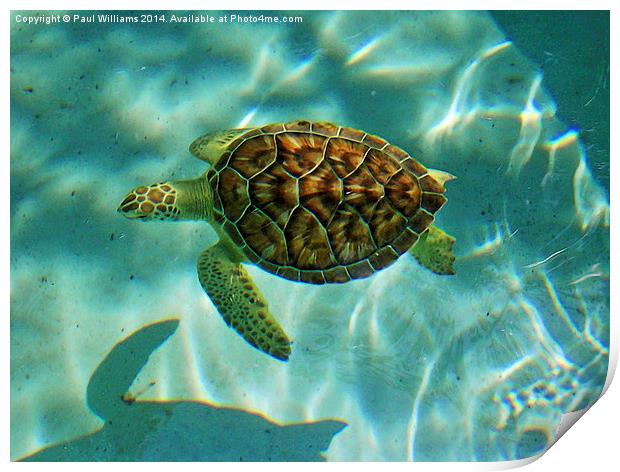  Caribbean Green Turtle Print by Paul Williams