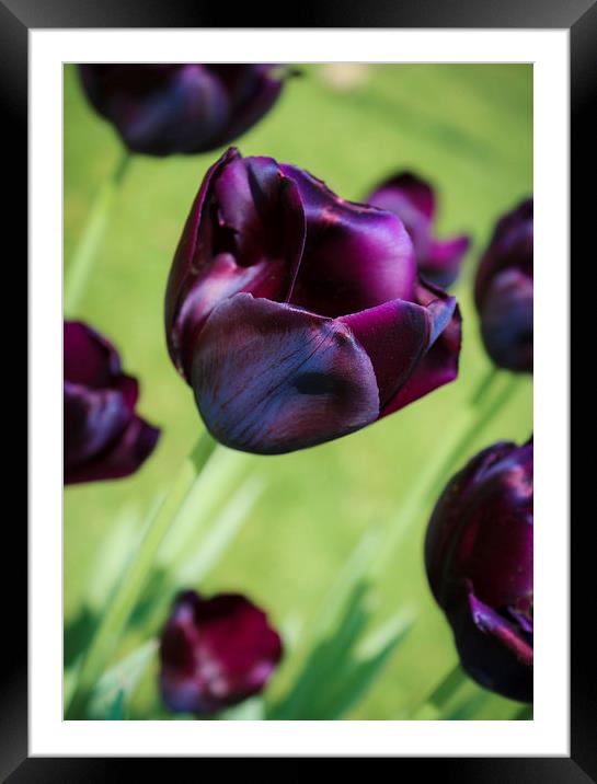 Queen of the Night Tulips Framed Mounted Print by Peta Thames