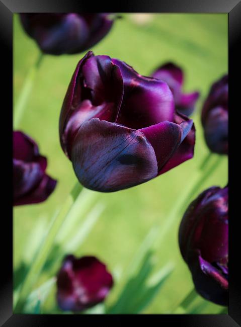 Queen of the Night Tulips Framed Print by Peta Thames