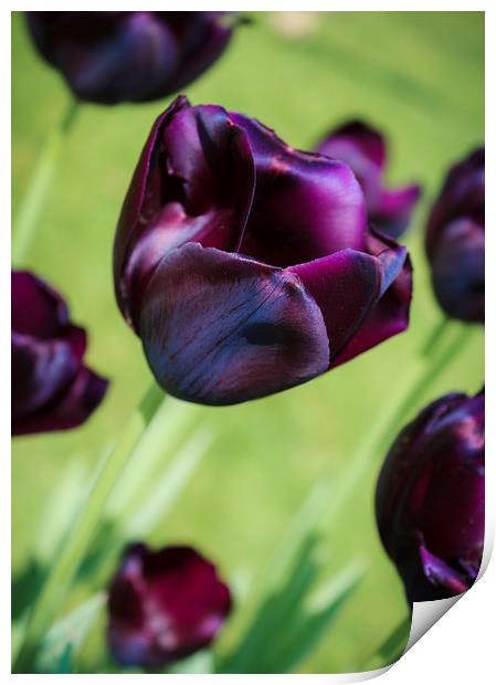 Queen of the Night Tulips Print by Peta Thames
