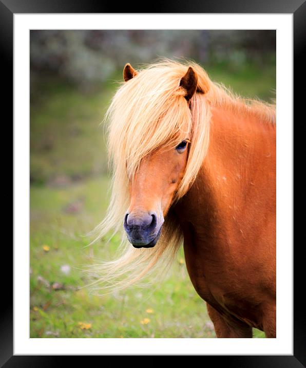 Icelandic Mare Framed Mounted Print by Peta Thames