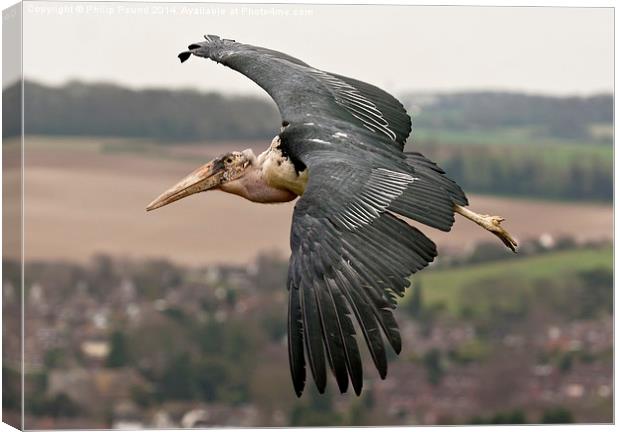  African Marabou Stork in Flight Canvas Print by Philip Pound