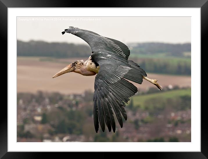  African Marabou Stork in Flight Framed Mounted Print by Philip Pound