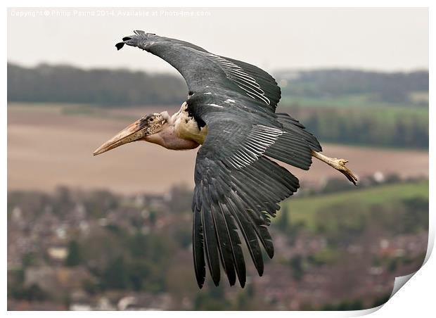  African Marabou Stork in Flight Print by Philip Pound