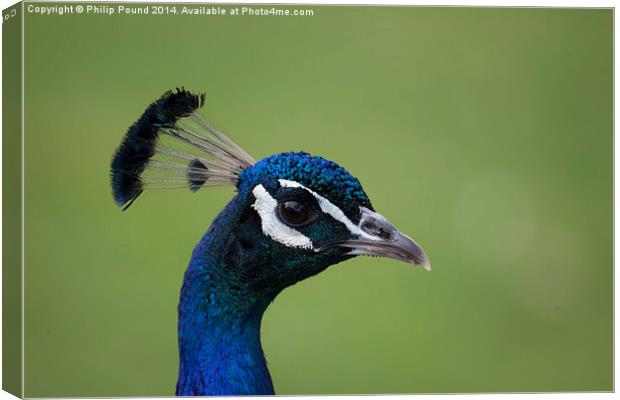  Peacock Head Canvas Print by Philip Pound