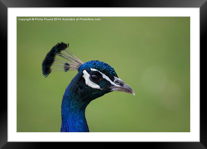  Peacock Head Framed Mounted Print by Philip Pound