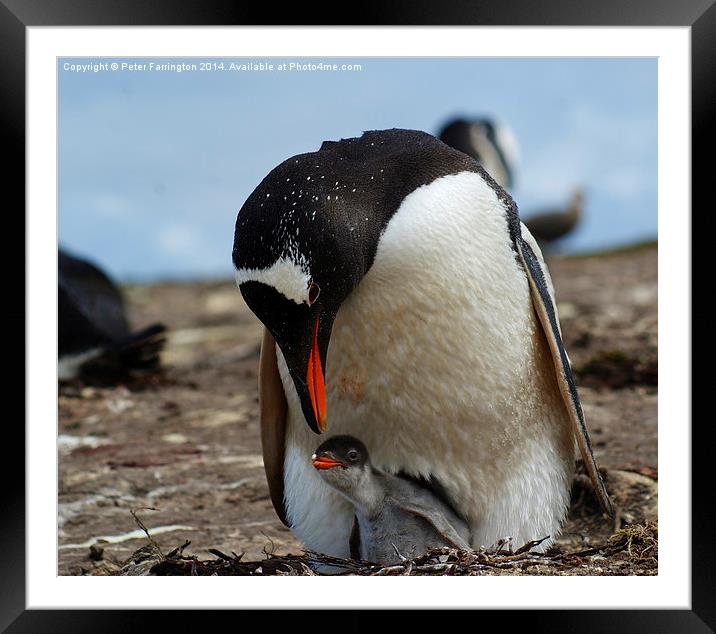 Gentoo Penguin Mother And Baby Framed Mounted Print by Peter Farrington