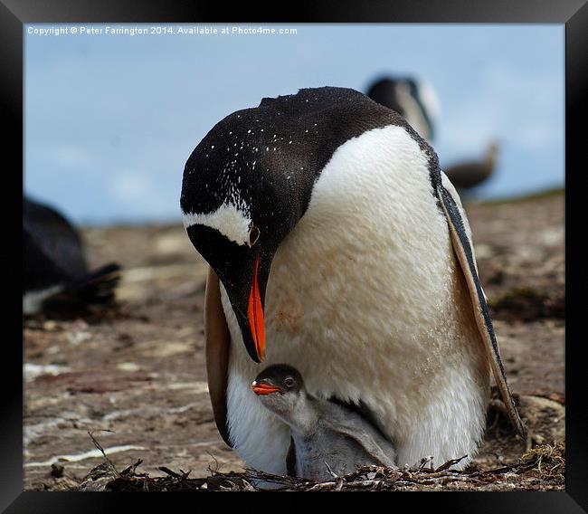 Gentoo Penguin Mother And Baby Framed Print by Peter Farrington