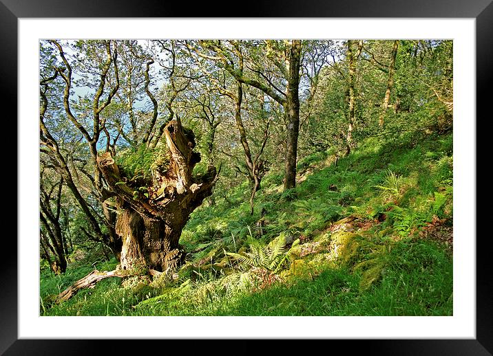 The Ancient Oak  Framed Mounted Print by graham young