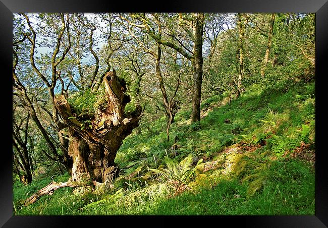 The Ancient Oak  Framed Print by graham young