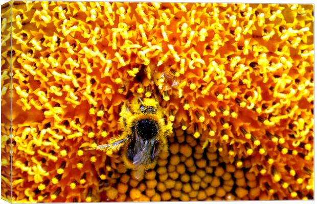  A very busy bee Canvas Print by Judith Lightfoot
