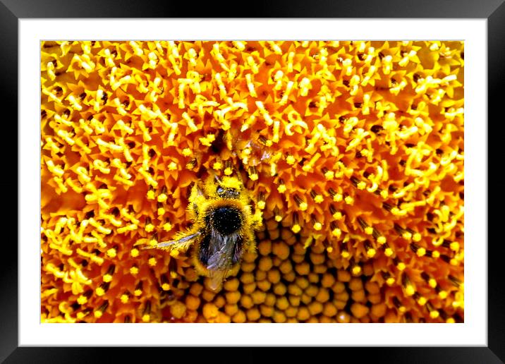  A very busy bee Framed Mounted Print by Judith Lightfoot