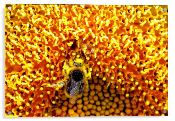  A very busy bee Acrylic by Judith Lightfoot