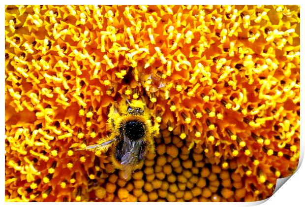  A very busy bee Print by Judith Lightfoot