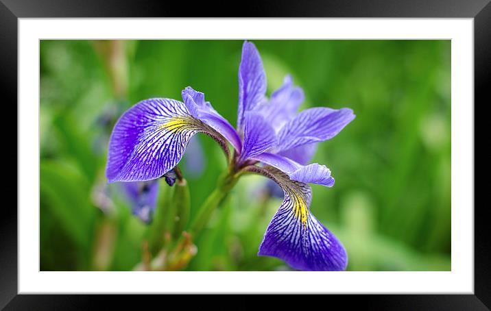  Garden collection - Iris Framed Mounted Print by Leo Jaleo 
