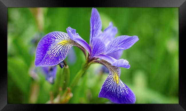  Garden collection - Iris Framed Print by Leo Jaleo 