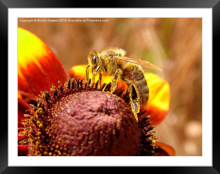  Honey Bee @ Work On Orange Coneflower Framed Mounted Print by Nicola Hawkes