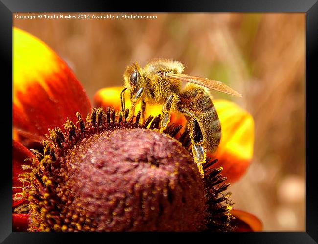  Honey Bee @ Work On Orange Coneflower Framed Print by Nicola Hawkes
