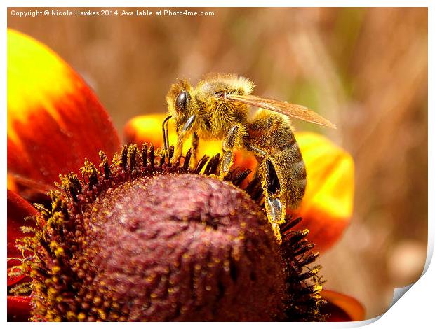  Honey Bee @ Work On Orange Coneflower Print by Nicola Hawkes