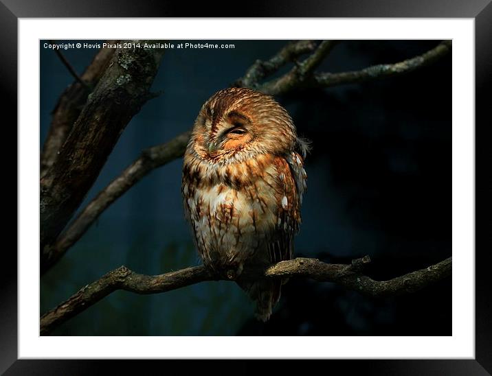  Twylight Tawny Framed Mounted Print by Dave Burden