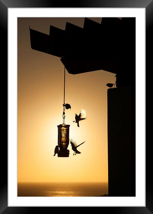 Birds on a feeder at sunset Framed Mounted Print by Gail Johnson