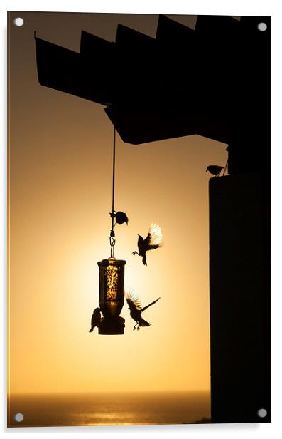 Birds on a feeder at sunset Acrylic by Gail Johnson