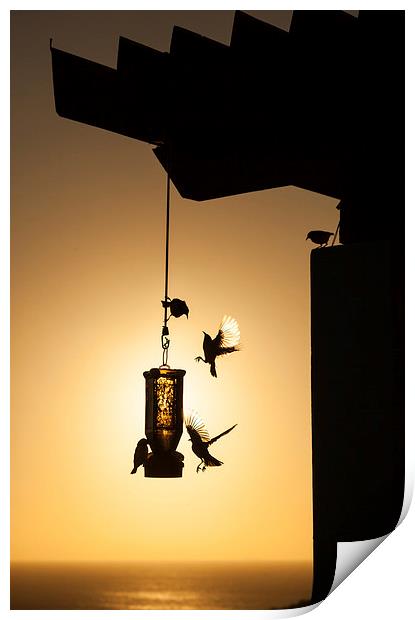Birds on a feeder at sunset Print by Gail Johnson