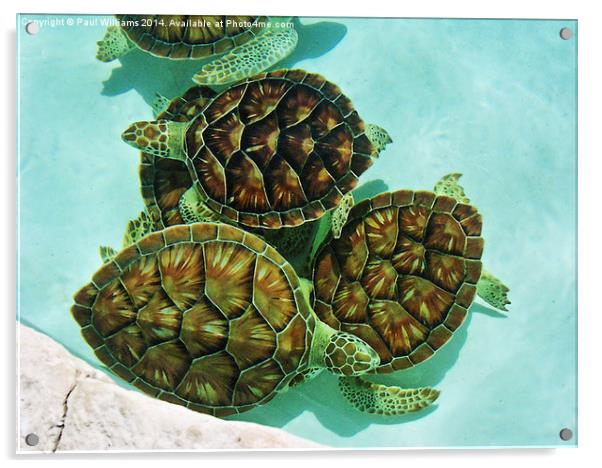  Turtles Acrylic by Paul Williams