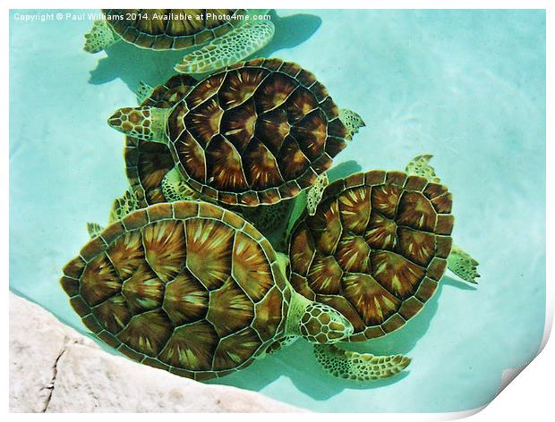  Turtles Print by Paul Williams