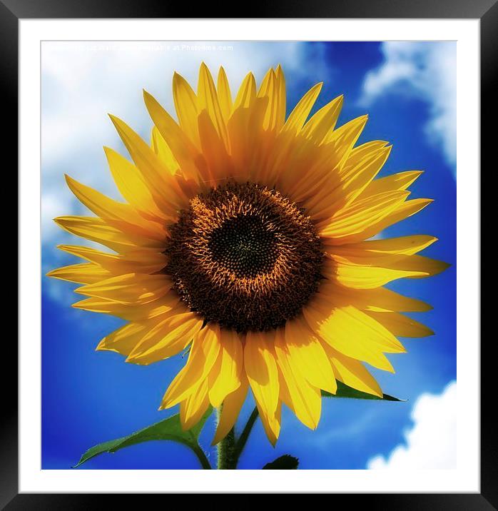  Sunflower Framed Mounted Print by Liz Ward