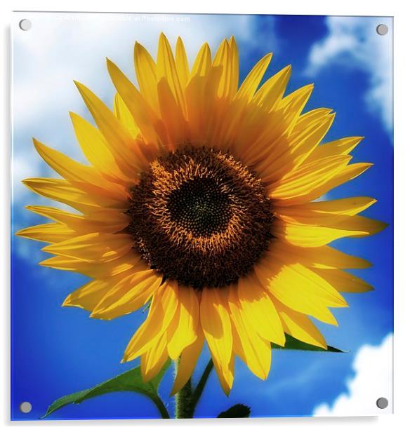  Sunflower Acrylic by Liz Ward