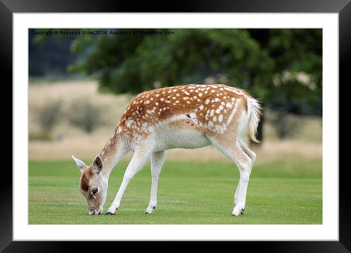  Deer  Framed Mounted Print by Rebecca Giles