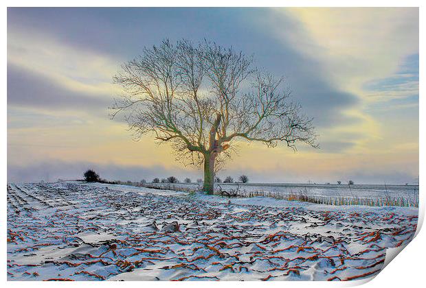  Winters Morning Print by Martin Parkinson