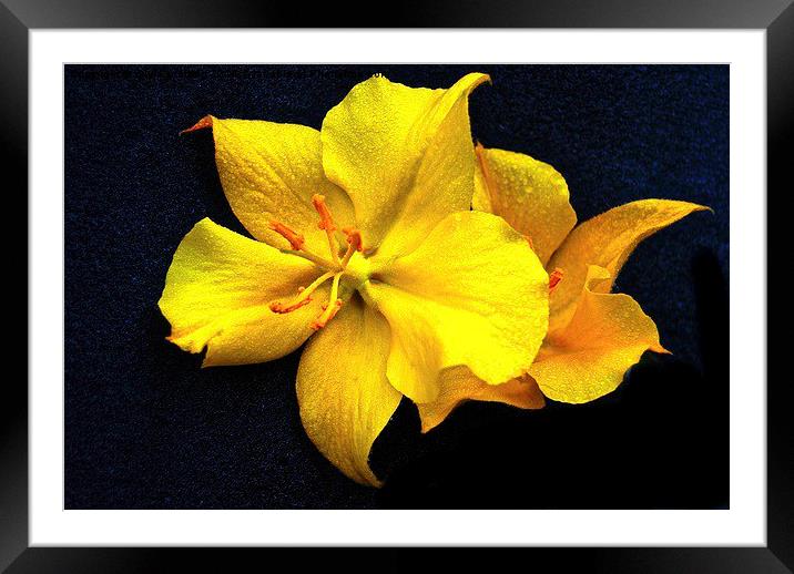  Simply Yellow Framed Mounted Print by sylvia scotting