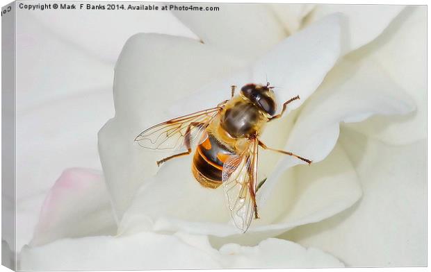  Hoverfly On White Rose Canvas Print by Mark  F Banks