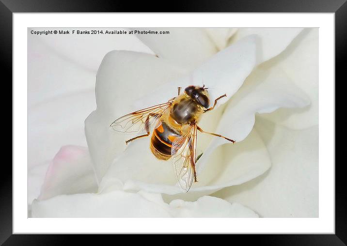 Hoverfly On White Rose Framed Mounted Print by Mark  F Banks