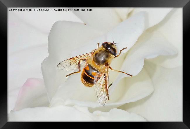  Hoverfly On White Rose Framed Print by Mark  F Banks